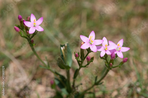 фотографія Common centaury (centaurium erythraea) flowers in bloom