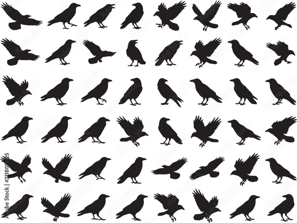 Obraz premium Set of black crow and raven silhouettes in various poses including flying, standing, and perched isolated on a white background vector