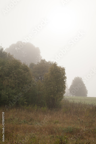 Soft morning sunlight breaking through thick fog over autumn trees