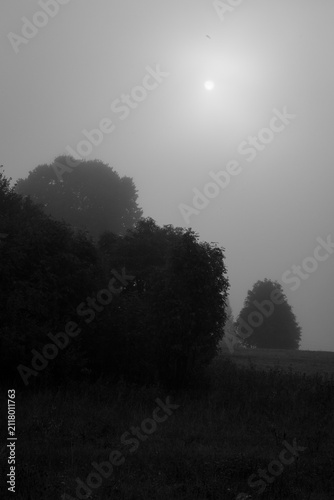 Dim sun shining through thick morning fog over dark silhouettes of trees