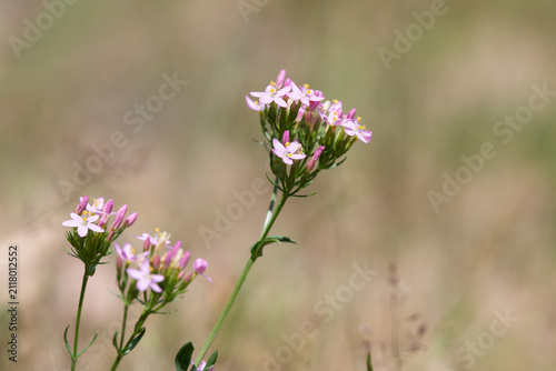 Принти на полотні Common centaury (centaurium erythraea) flowers in bloom