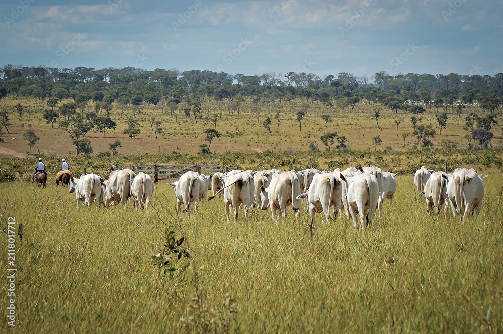 Fototapeta premium Gado Nelore no campo