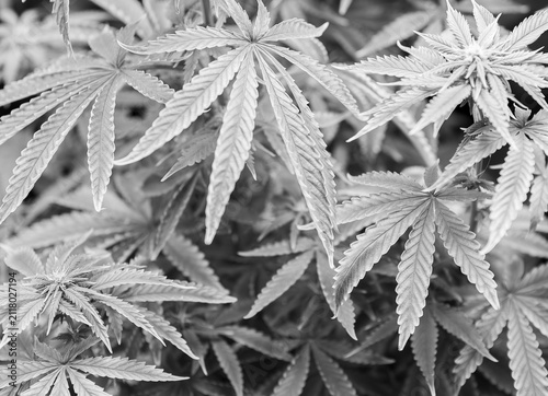 Cannabis plant leaves close-up in natural sunlight, background.