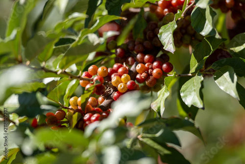 Autumn Olive Berries Ripening in Sandy Hook Sunlight
