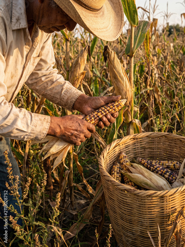 Man harvesting colorful corn in field with woven basket, warm sunlight highlighting hands and natural rural scene during harvest season