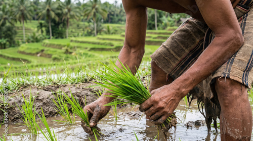 Hands planting rice seedlings in muddy paddy field with terraced green landscape in background, showing traditional farming and natural rural environment