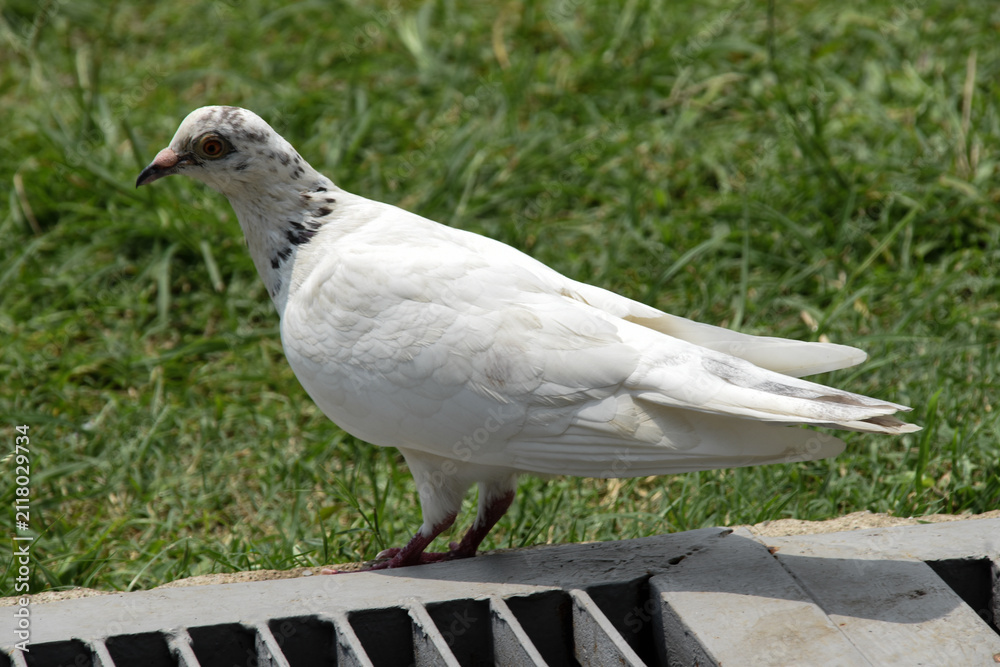 Fototapeta premium Closeup of a bird pigeon resting on a grassy area at a park. Free animals at a city park.