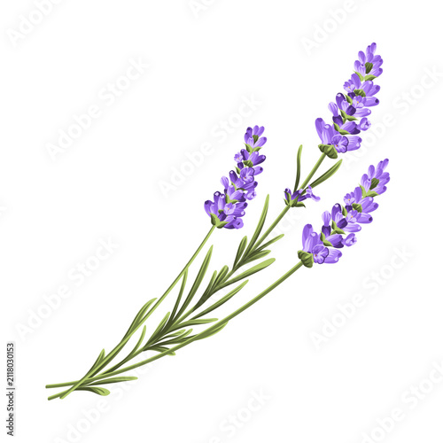 Purple lavender flower vector botanical element on white background