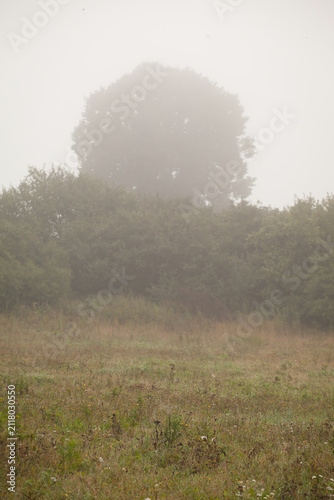 Serene green field and single tree silhouette in dense morning fog