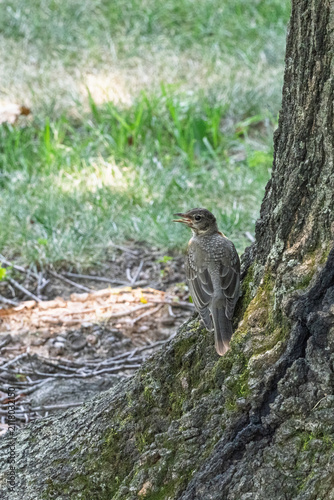 Картината върху платно Fledgling bird perched on tree trunk in park setting