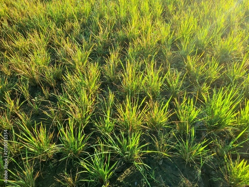Bild auf Leinwand Rice plants growing in rice fields that have dried up due to long drought,location in Sukoharjo,Central java,Indonesia