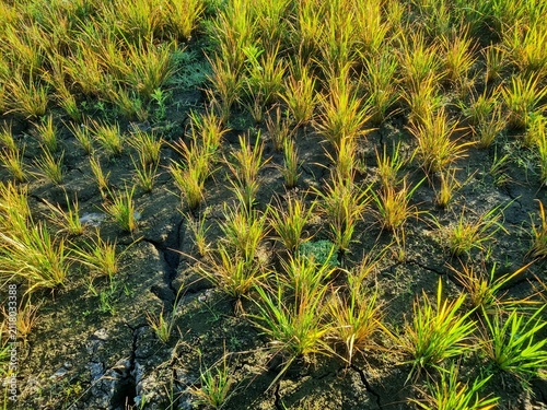 Cuadro en lienzo Rice plants growing in rice fields that have dried up due to long drought,location in Sukoharjo,Central java,Indonesia