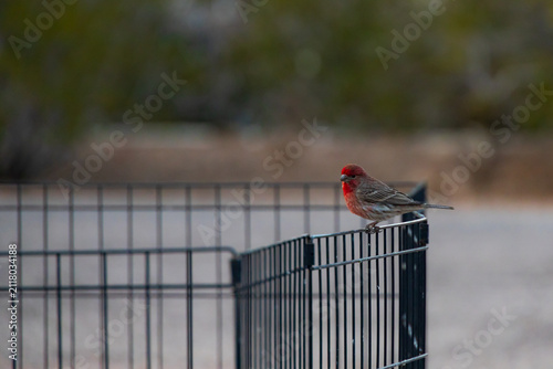House finch sitting on fence