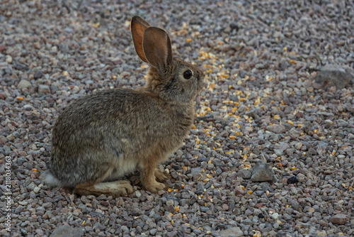 Rabbit sitting in gravel