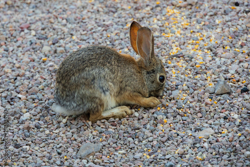 Rabbit sitting in gravel