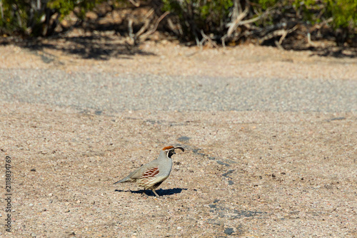 Gambel's quail