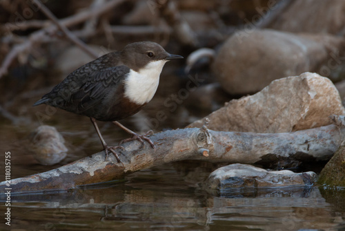 White-throated dipper Cinclus cinclus perched on a branch in a river during summer.