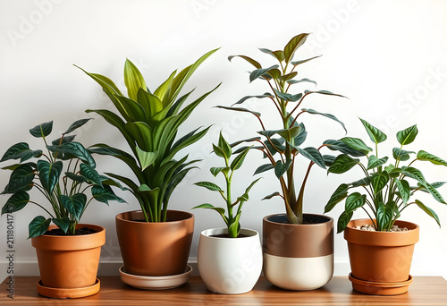 Variety of green potted hou...