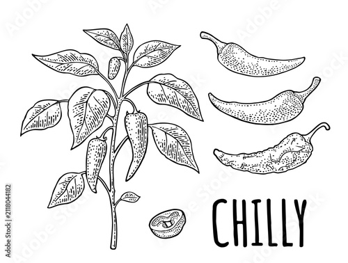 Фотография Branch of chili plant with leaf and pepper