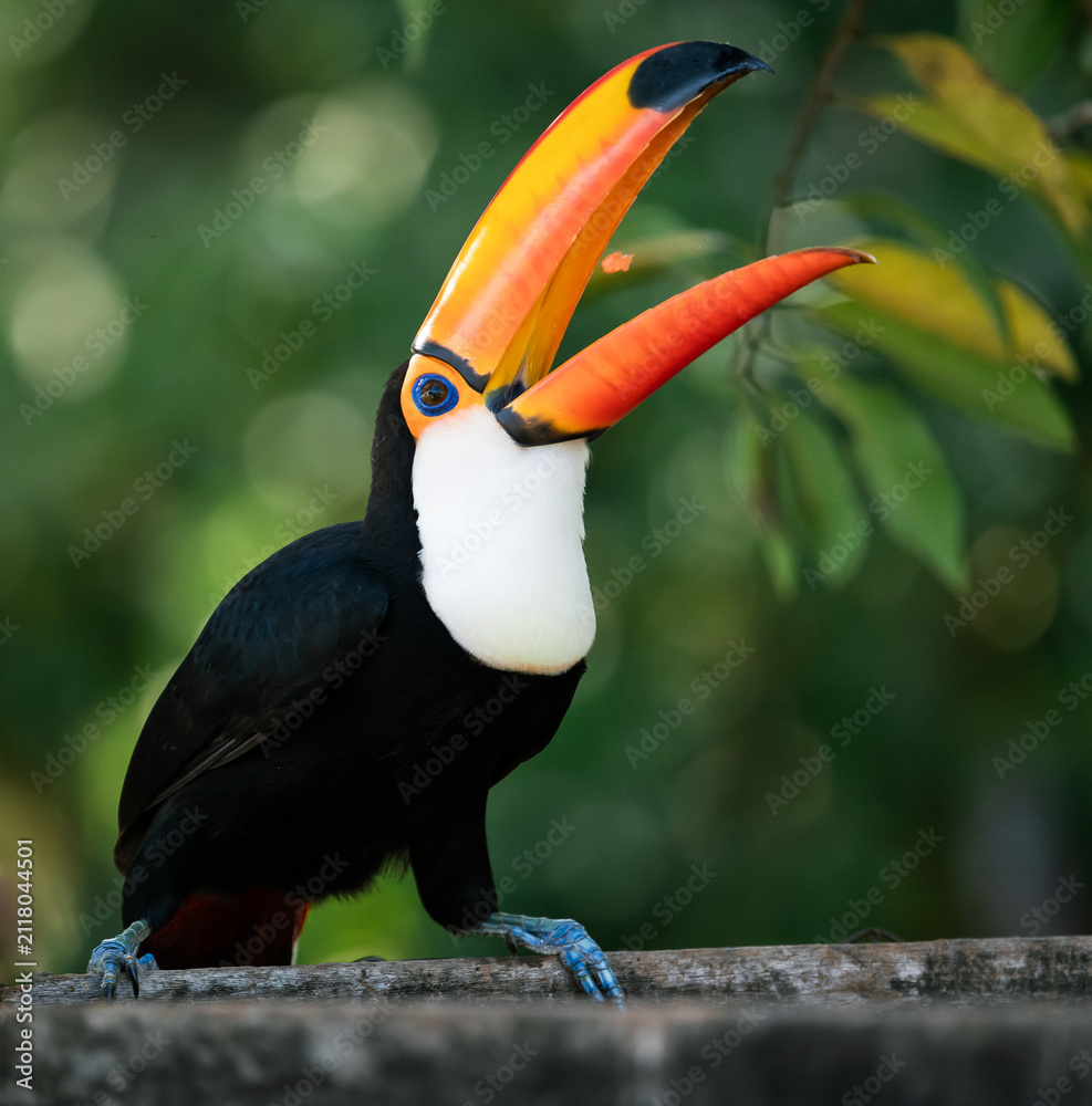 Fototapeta premium toucan on a green background
