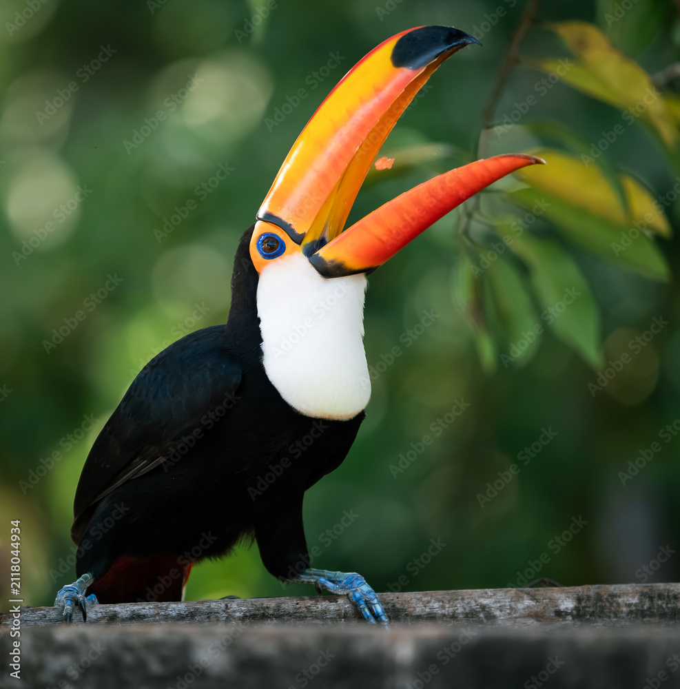 Obraz premium toucan catching papaya peace in the air