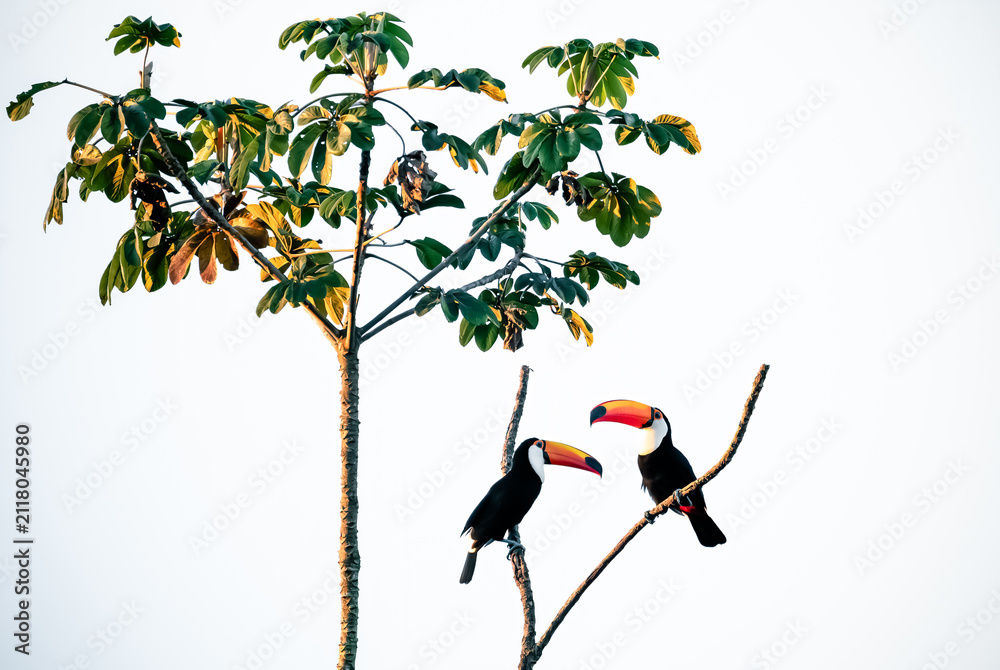 Fototapeta premium two toucans on a branch
