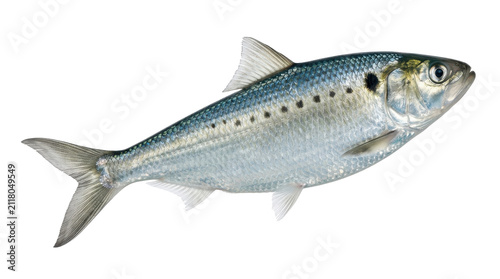 An american shad fish with silver scales and dark spots presented on transparent background herring clupeidae