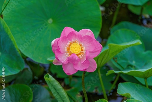 Obraz na płótnie 池に美しく咲き誇る一輪のピンクの大賀ハスの花と青々とした緑の葉