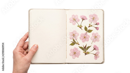 Open notebook with pressed cherry blossoms held by hand, botanical scrapbook with dried pink flowers, minimalist floral journal mockup on white background