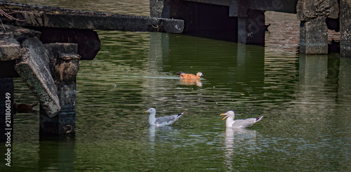 Foto Two seagulls and a ruddy shelduck swimming in a green lake near old concrete pier structures