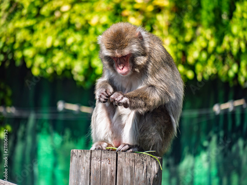 Fotografie Japanese macaque snow monkey sitting on wooden post looking at hands