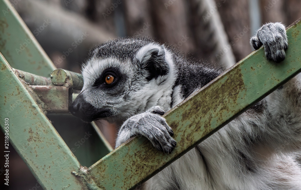 Obraz premium Close-up of a ring-tailed lemur climbing on a green metal structure in a zoo.
