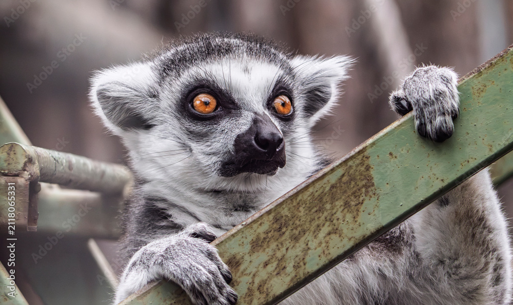 Obraz premium Portrait of a ring-tailed lemur (Lemur catta) in a zoo looking away