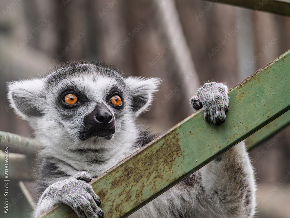Obraz premium Close up portrait of a ring-tailed lemur with intense orange eyes holding a green bar