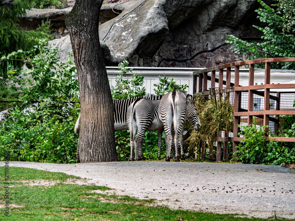 Obraz premium Two Grevy's Zebras eating hay in zoo enclosure