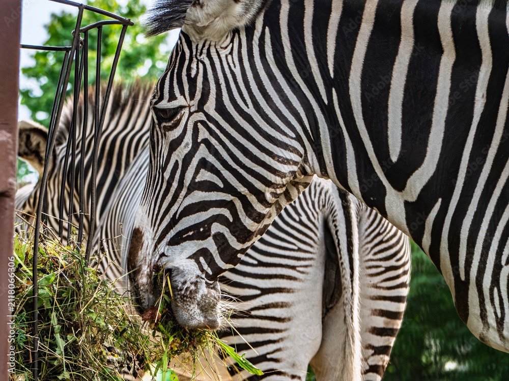 Obraz premium Close-up of a zebra eating hay from a metal feeder in a zoo setting.