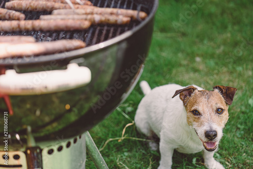 Dog Waiting Beside Barbecue Grill  And Watching Sausages Cook During Family Backyard Cookout