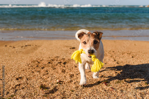Jack Russell terrier dog carrying rope toy on beach during dog enrichment activity