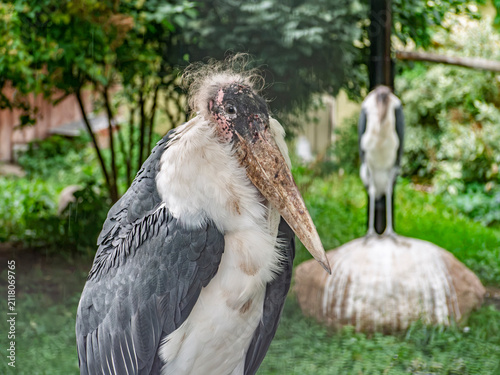 Foto Close-up portrait of a large Marabou stork (Leptoptilos crumenifer) standing in the rain with another bird blurred in the green background
