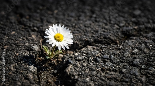 Single daisy flower growing through a crack in dark asphalt ground