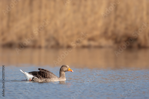 Fotografie Greylag goose swimming on calm water in Camargue, France.