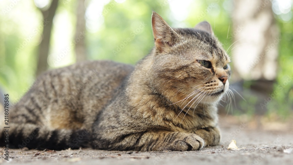 Obraz premium A tabby cat rests peacefully outdoors on a sunny day