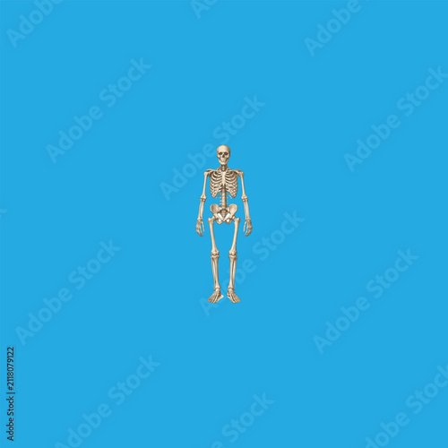 WebComplete Human Skeletal System Illustration