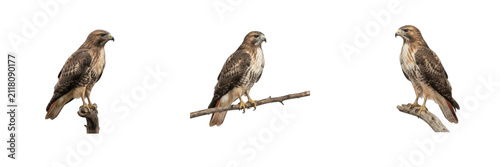 Konstfotografi Set of three isolated red-tailed hawks perched on branches on white background,