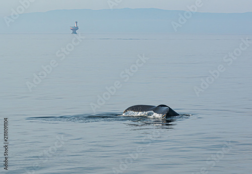 Humpback whale tail diving into calm ocean waters with a distant offshore lighthouse and hazy mountains in the background.