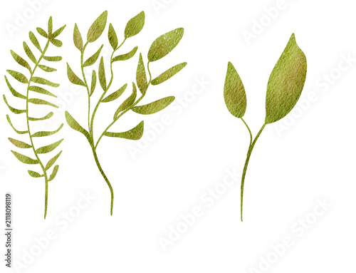 Golden Green Plant Sprigs on Transparent Background