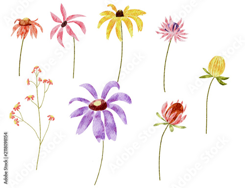 Colorful Dried Flower Sketches on Transparent Background