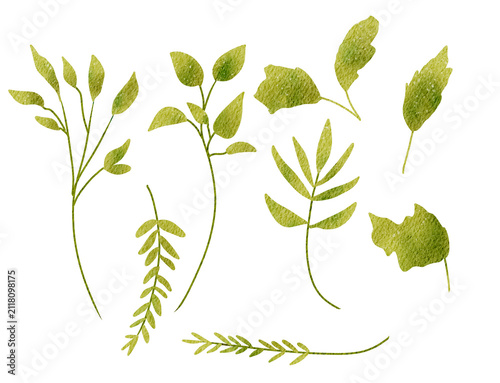 Green botanical sprigs and leaves arranged on Transparent Background