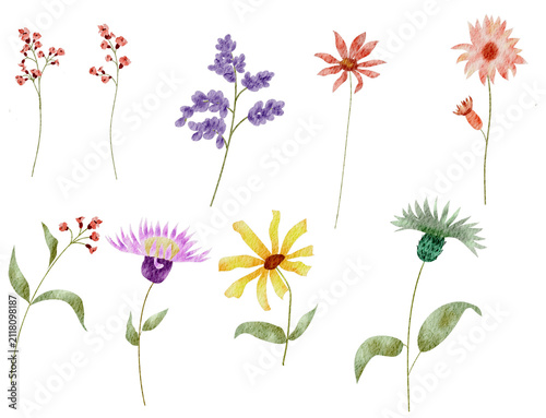 Colorful Watercolor Flowers on Transparent Background