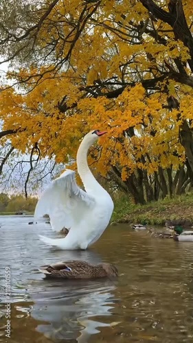 White Swan Flapping Wings in Lake surrounded by Autumn Trees and Ducks